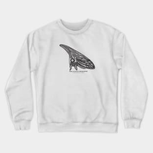 Treehopper with Common and Latin Names - super cute bug drawing Crewneck Sweatshirt